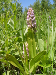 Dactylorhiza incarnata