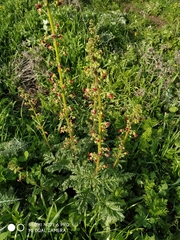 Scrophularia rubricaulis