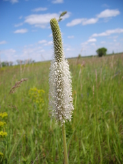 Plantago maxima