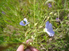 Linum perenne