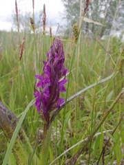 Dactylorhiza incarnata