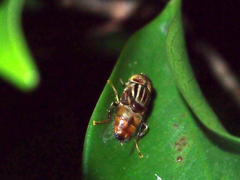 Eristalinus quinquestriatus