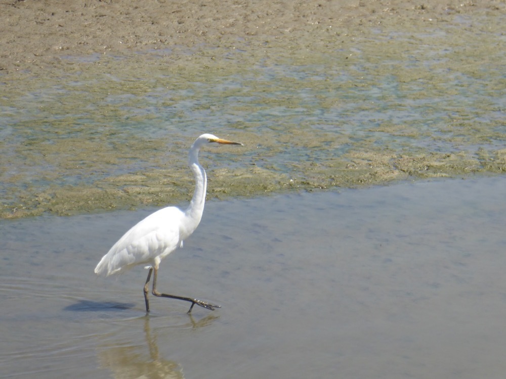 Great Egret