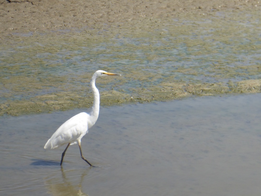 Great Egret