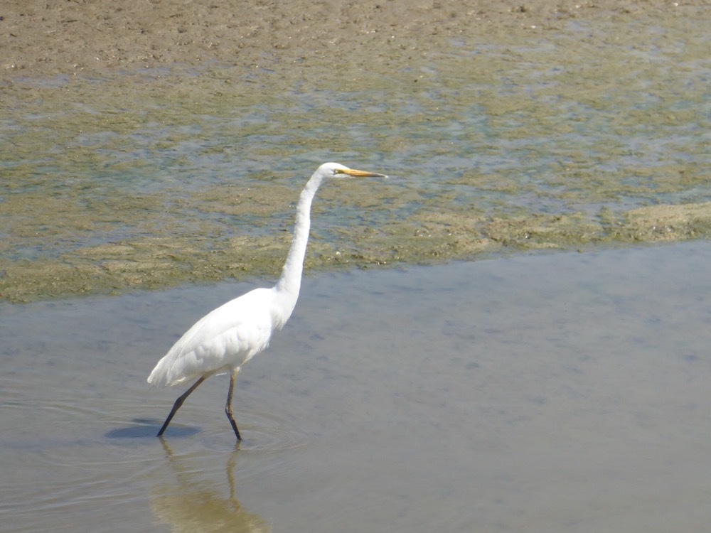 Great Egret