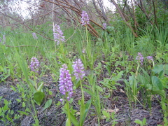 Orchis militaris