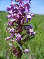 Orchis militaris