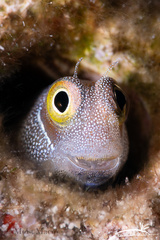 Bluebelly Blenny photo 5