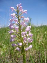 Orchis militaris