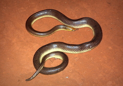 Argentine Pampas Snake photo 1