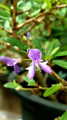 Vietnamese Blue Bell (Trifidacanthus unifoliolatus)