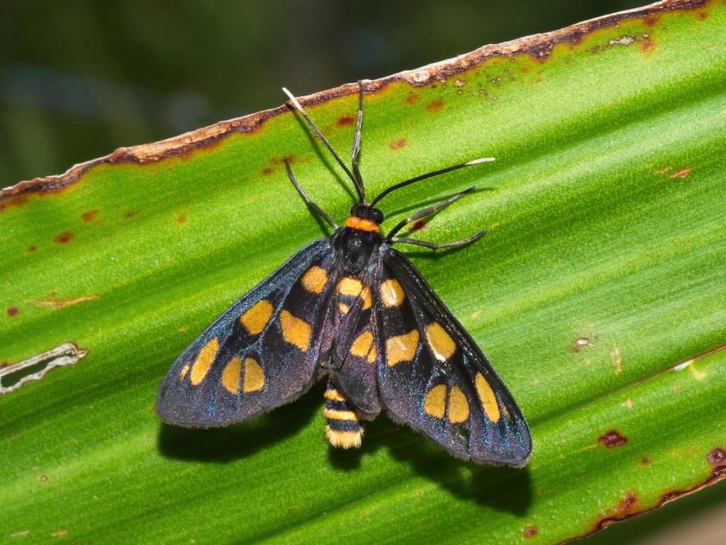 White Antennae Wasp Moth