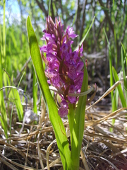 Dactylorhiza incarnata