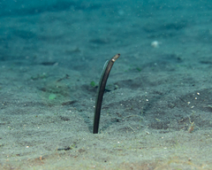 Black Garden Eel photo 5