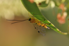 Xanthopimpla rhopaloceros