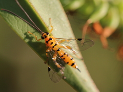 Xanthopimpla rhopaloceros