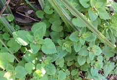 Lamium purpureum purpureum