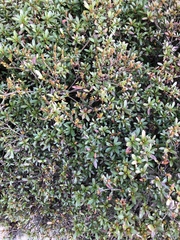 Rhododendron indicum