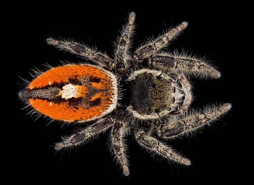 Phidippus insignarius