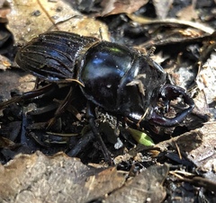 Geodorcus helmsi