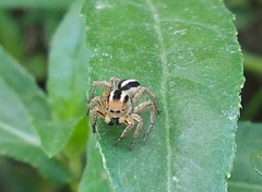 Langona tartarica