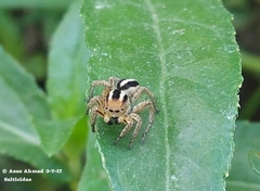 Langona tartarica