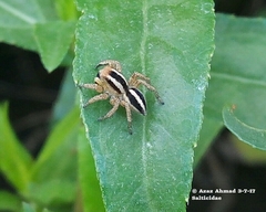 Langona tartarica