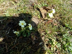 Primula vulgaris