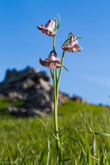 Fritillaria striata