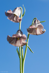 Fritillaria striata
