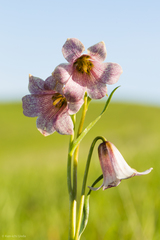 Fritillaria striata