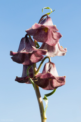 Fritillaria striata