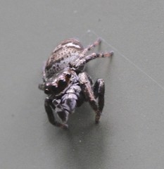 Euryattus bleekeri