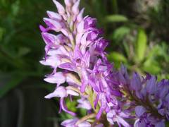 Orchis militaris