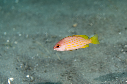 Twelvespine snapper (Lutjanus dodecacanthoides) — Lutjanidae