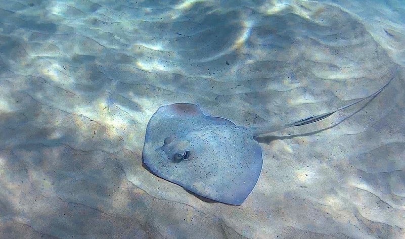 Lutz's Stingray