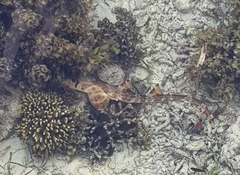 Hemiscyllium freycineti