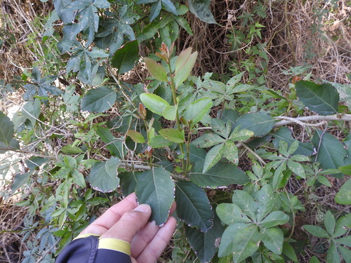 Image of Xylosma venosa by (c) Eduardo Luis Beltrocco, some rights reserved (CC BY)