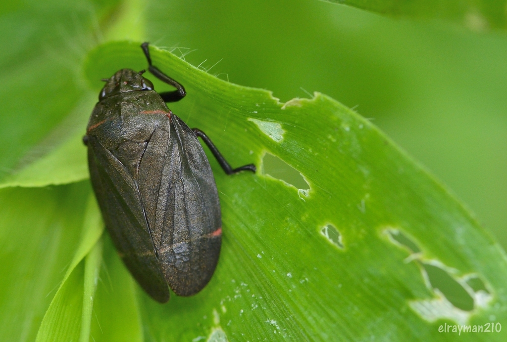 Prosapia morelosi