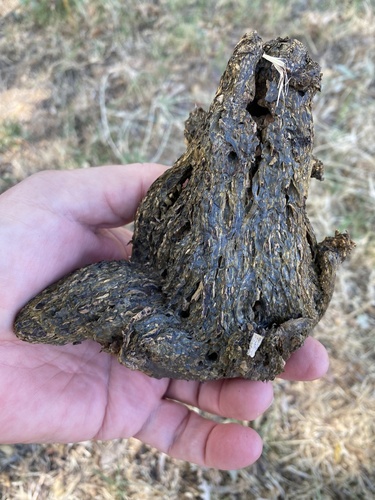 Dead Man's Foot (Pisolithus tinctorius)