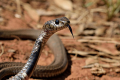 Hemachatus haemachatus