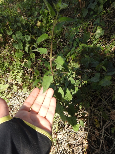 Image of Salvia pallida by (c) Eduardo Luis Beltrocco, some rights reserved (CC BY)