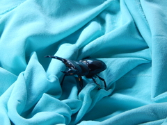 Dorcus tityus
