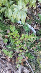 Cotoneaster hjelmqvistii