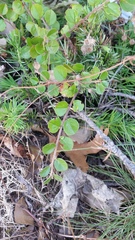 Cotoneaster hjelmqvistii