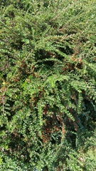 Cotoneaster hjelmqvistii