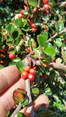 Cotoneaster hjelmqvistii