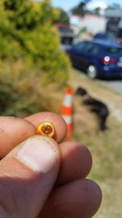 Cotoneaster hjelmqvistii