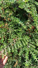 Cotoneaster hjelmqvistii