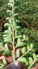 Cotoneaster hjelmqvistii